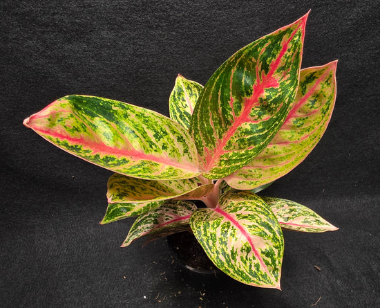 Aglaonema &