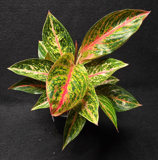Aglaonema &