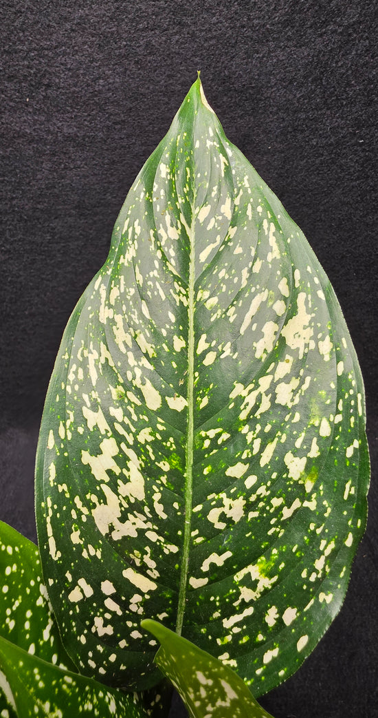 Aglaonema &