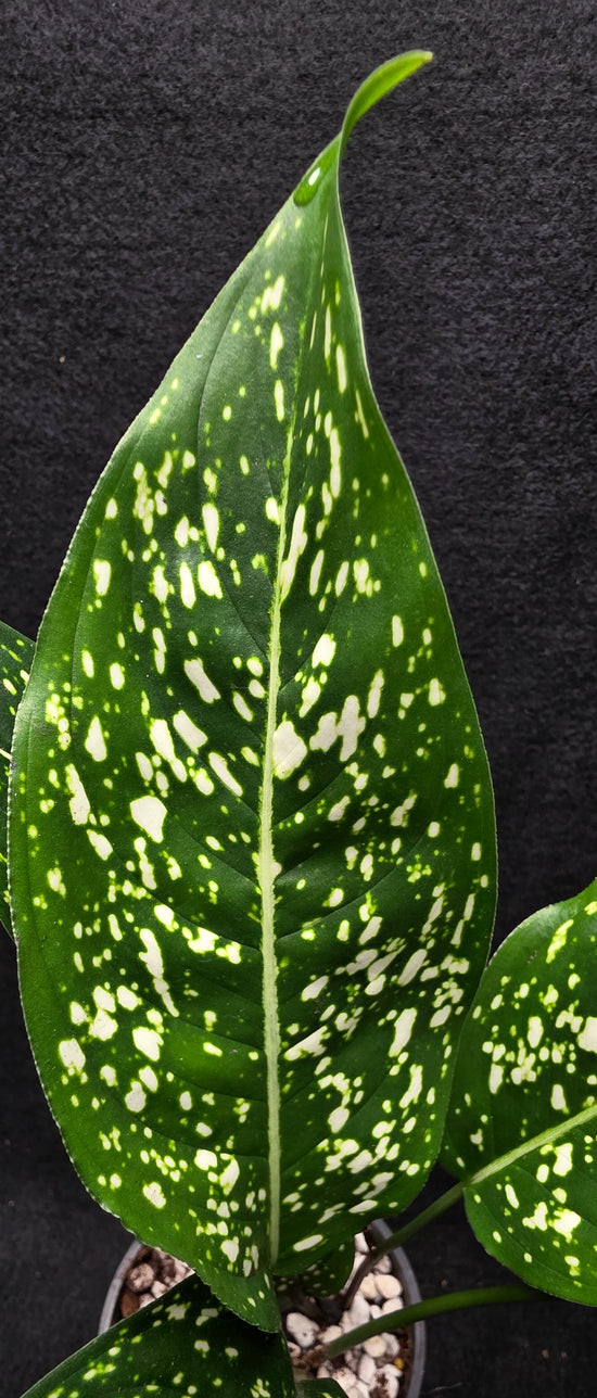 Aglaonema &