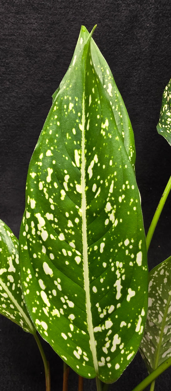 Aglaonema &