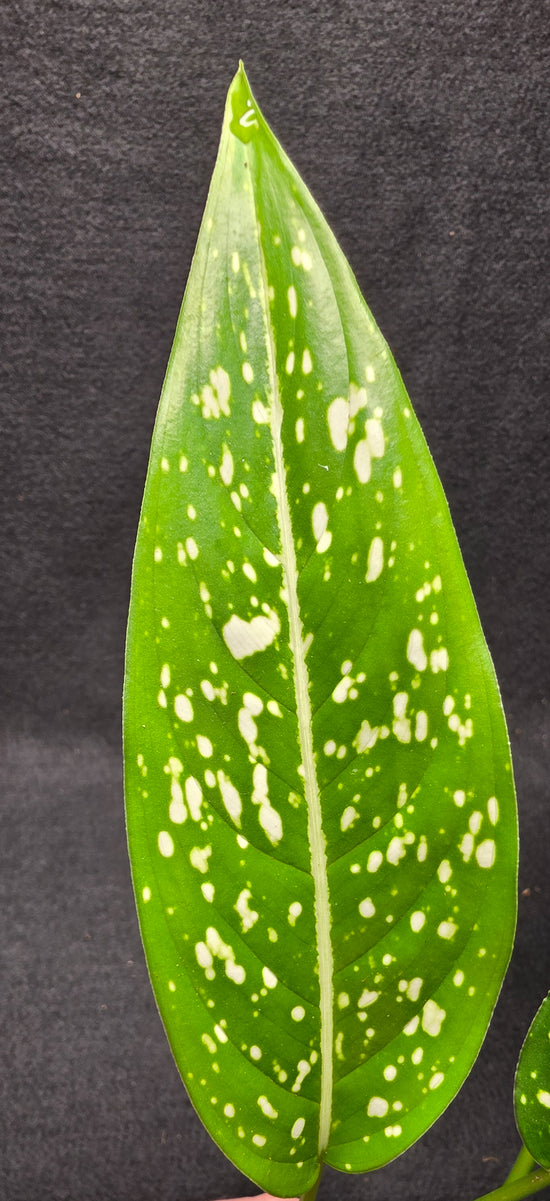 Aglaonema &