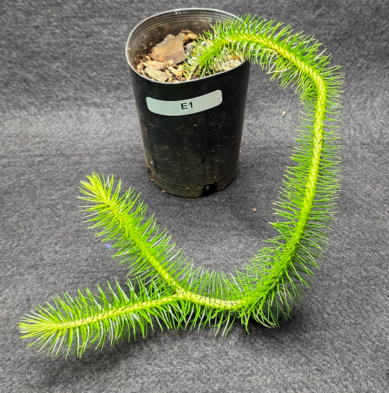Tassel Fern E1