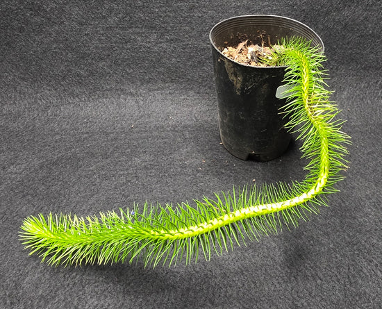 Tassel Fern E2