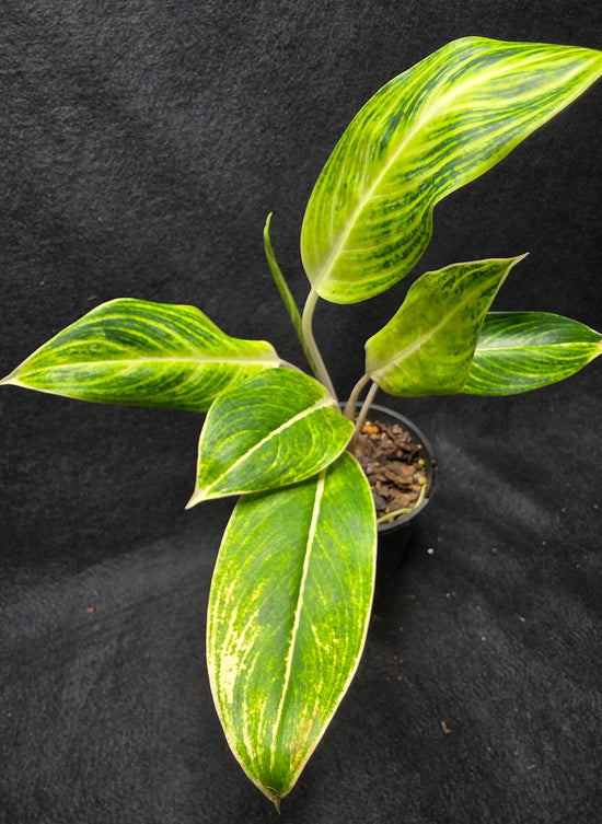 Aglaonema &