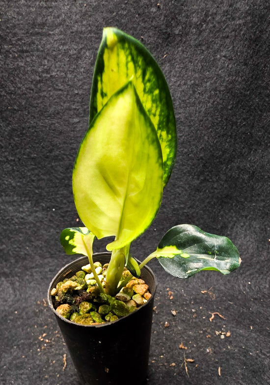 Aglaonema &