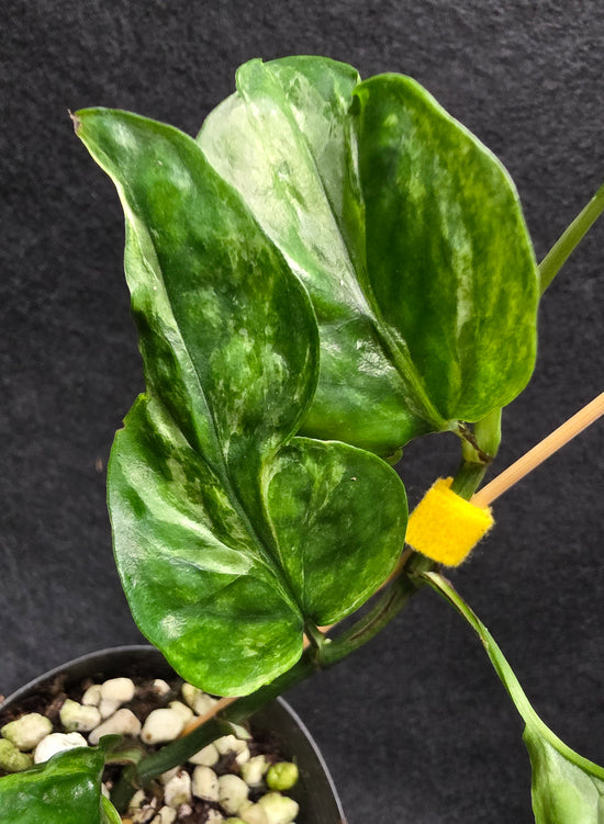 Epipremnum pinnatum &