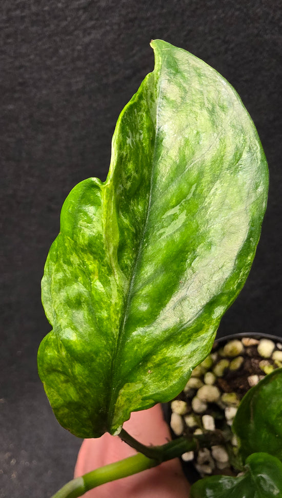 Epipremnum pinnatum &