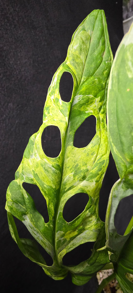 Monstera adansonii &
