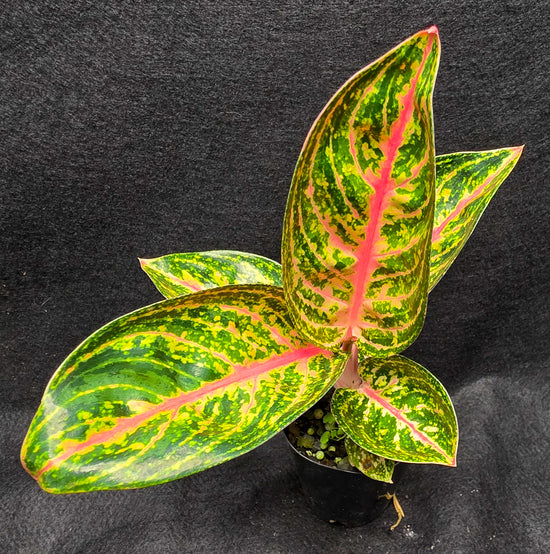 Aglaonema &