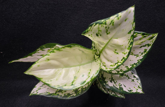 Aglaonema &
