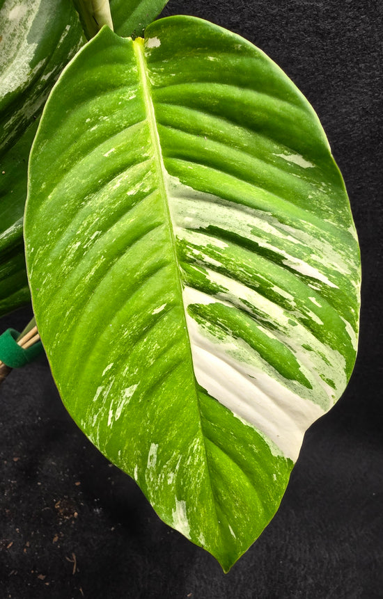 Rhaphidophora forminillia &