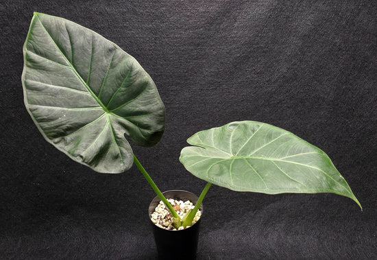 Alocasia &
