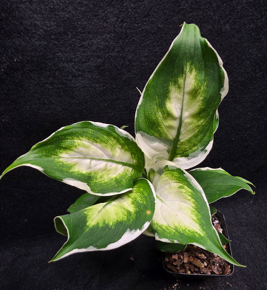 Dieffenbachia &