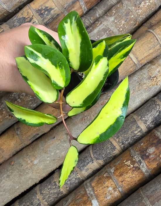 Hoya Carnosa &
