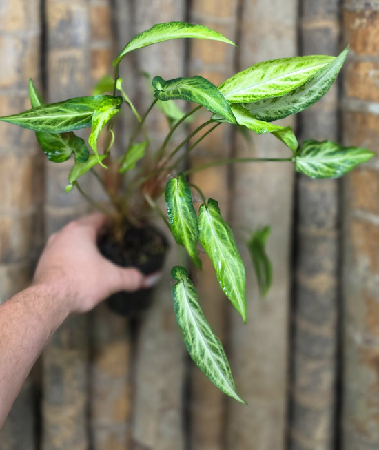 Syngonium &