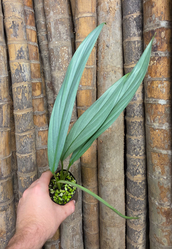 Epipremnum amplissimum &