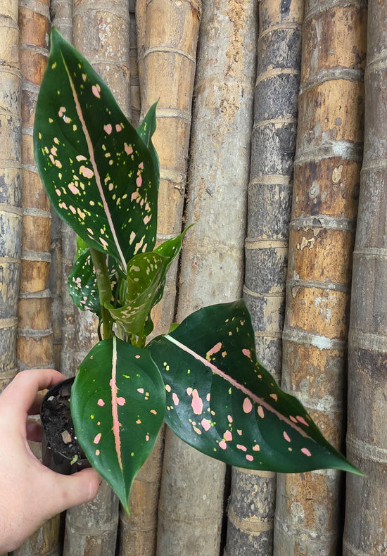 Aglaonema &