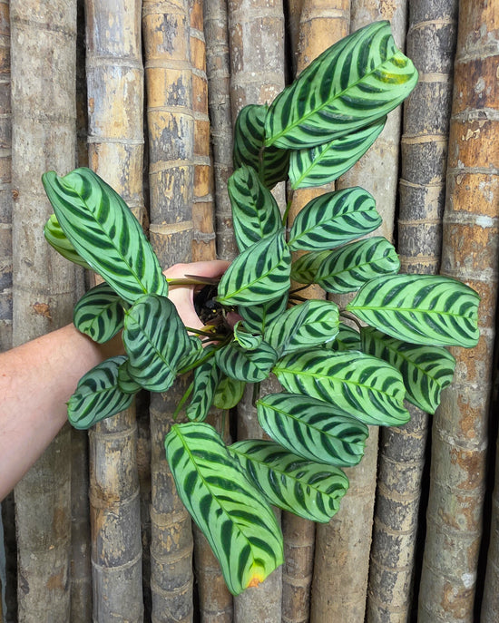 Ctenanthe burle marxii &