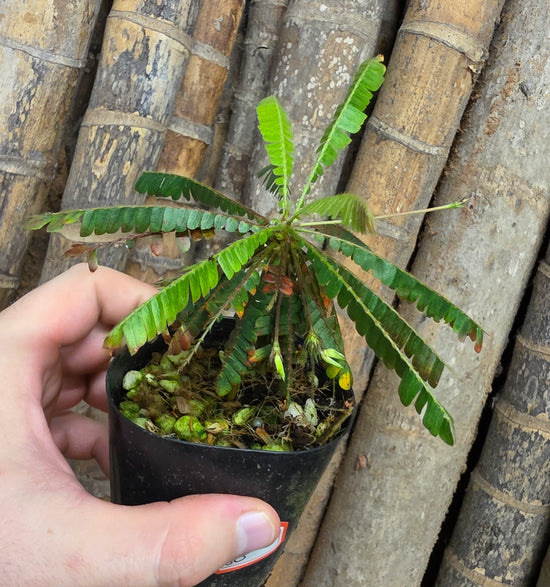 Biophytum Sensitivum &