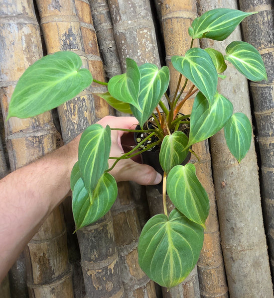 Philodendron &