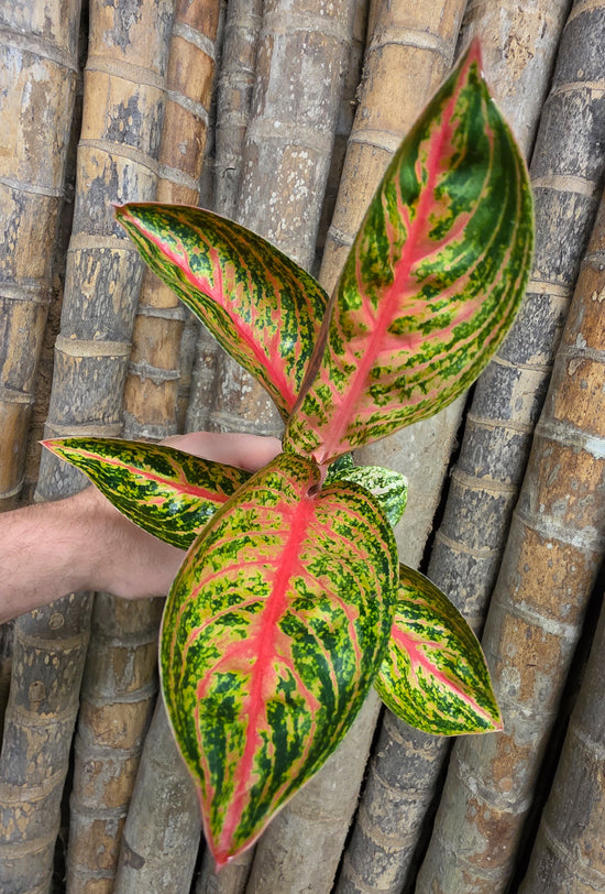 Aglaonema &