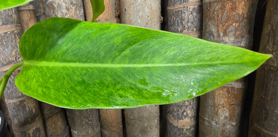 Philodendron &