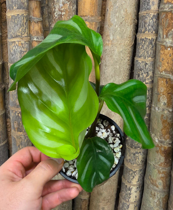Calathea &