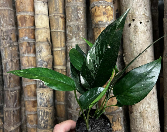 Epipremnum pinnatum &