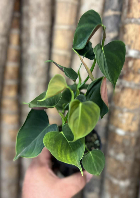 Philodendron &