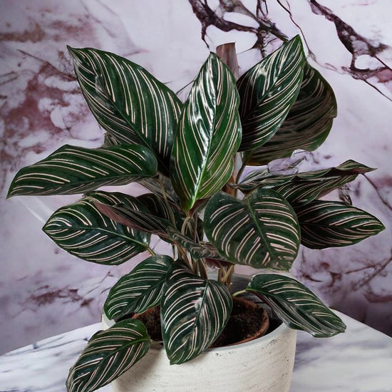 Calathea &
