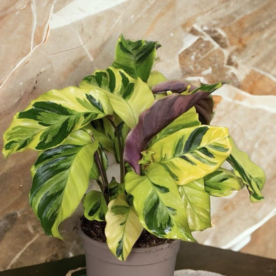 Calathea &