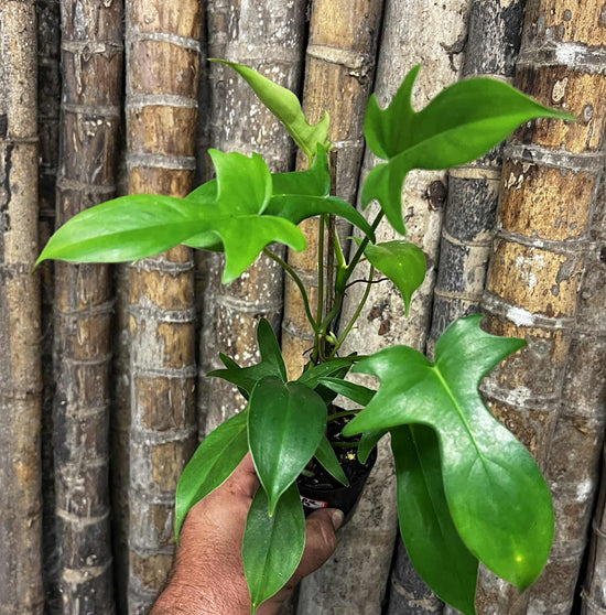 Philodendron &