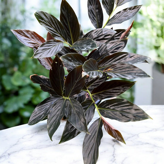 Ginger Midnight (Zingiber malaysianum) 75mm Pot