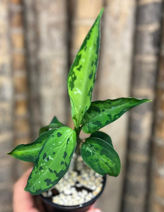 Aglaonema pictum &