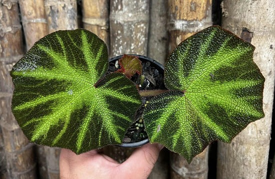 Begonia &
