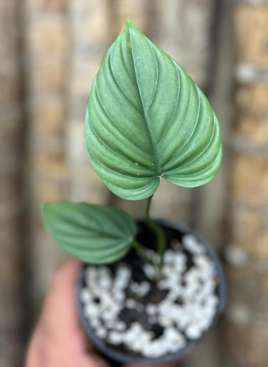 Philodendron &