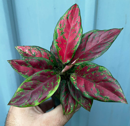 Aglaonema &