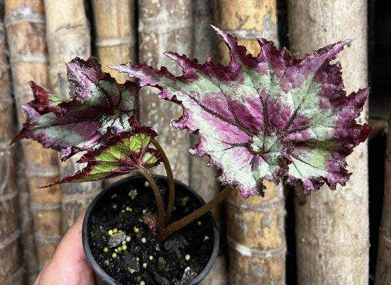 Begonia &