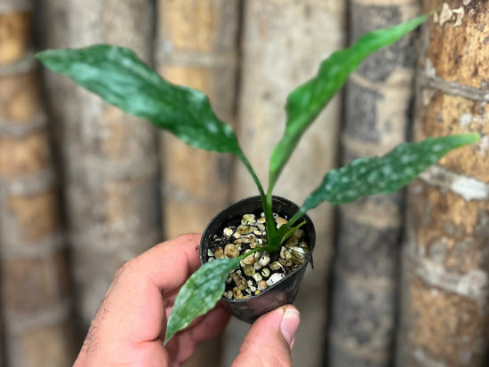 Spathiphyllum &