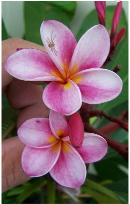 Frangipani &