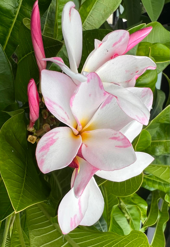 Frangipani &