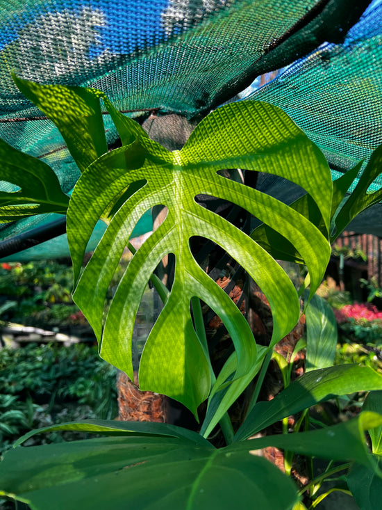 Monstera &