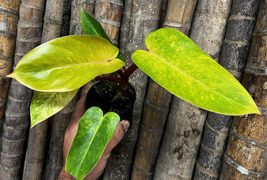 Philodendron &