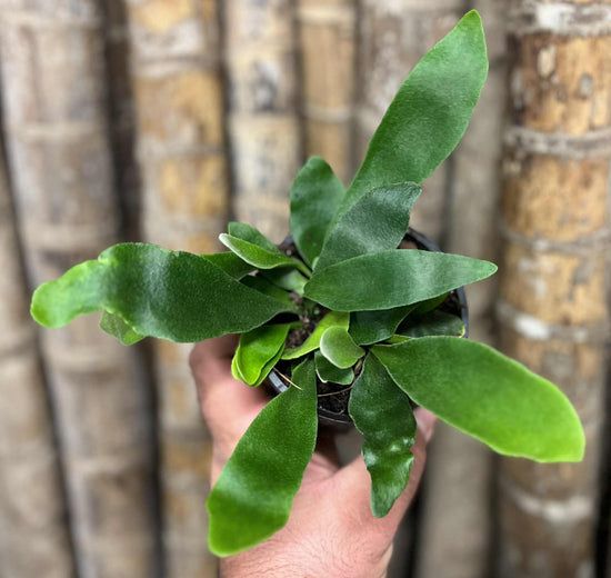 Elkhorn Fern &