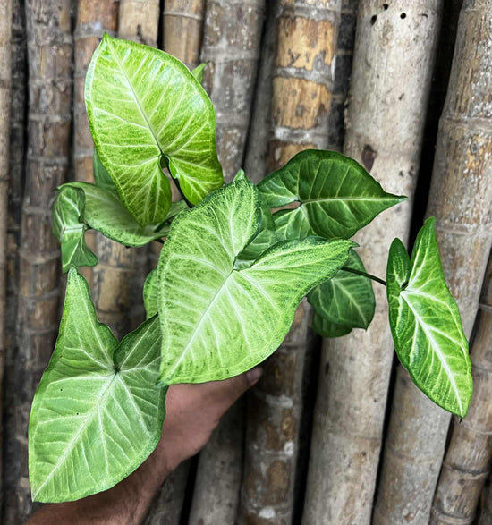 Syngonium &