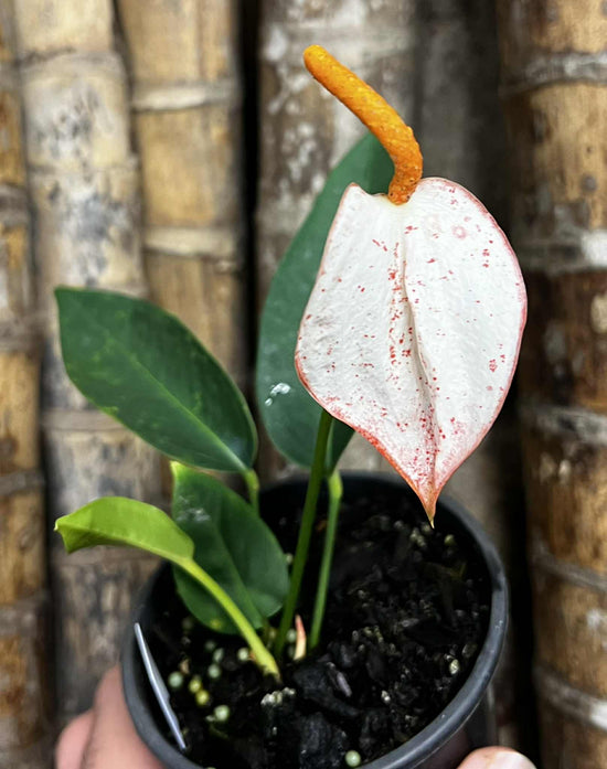 Anthurium &