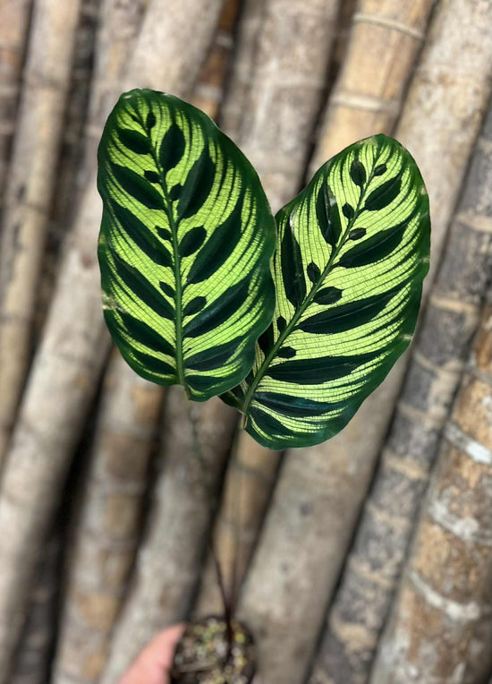Calathea &