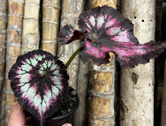 Begonia &
