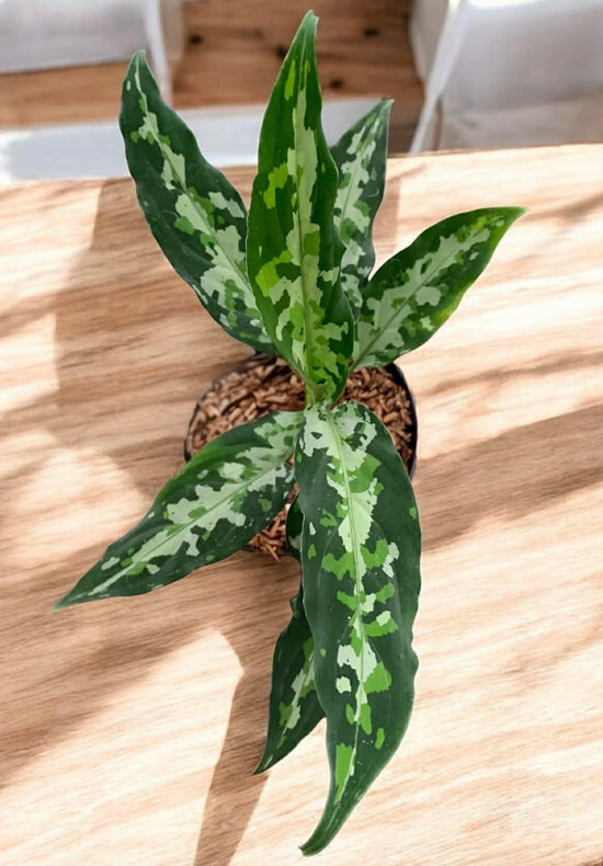 Aglaonema pictum &
